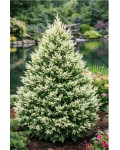 Chamaecyparis pisifera ’White Beauty’